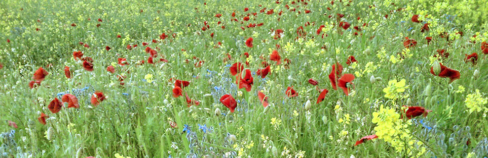 Meadow, with poppies, borage and oil seed rape